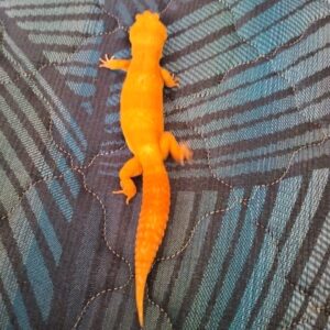 Leopard Gecko (Tokek Hias) High Morph