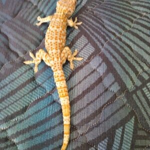 Tokek Rumah Panjang Langka